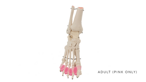 Flamingo Feet | Toe Spreaders